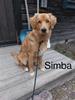 Simba