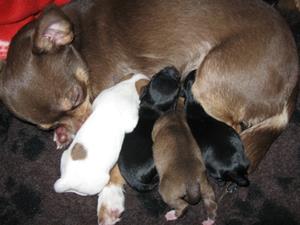 Hund 049 Hund 049