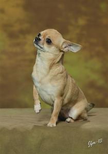 Nellie