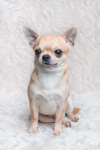 Vuxen Chihuahua Till Salu