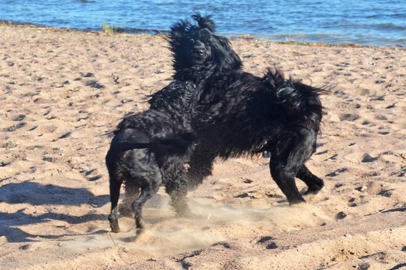 Copyright RPVH Rasklubben F r Portugisisk Vattenhund copyright-rpvh-rasklubben-f-r-portugisisk-vattenhund