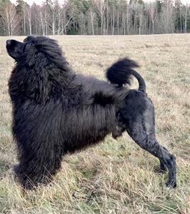 Bus Trollet’s Midnight Edition