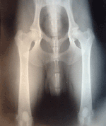 Röntgenbild hofter hos hund