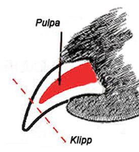 Kloklipp Kloklipp