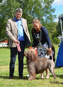 Hanar Öppen klass  Isostar's Hector, Ägare Laila Erlandsen
