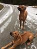 FB_IMG_1486304065064