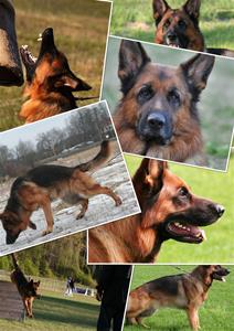 uttercollage (2)