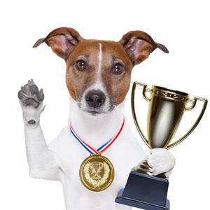 Hund Tävlingsresultat sidan Hund Tävlingsresultat sidan