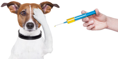 injection-dog