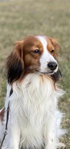 Amazing Superstars Benji of Mika 3