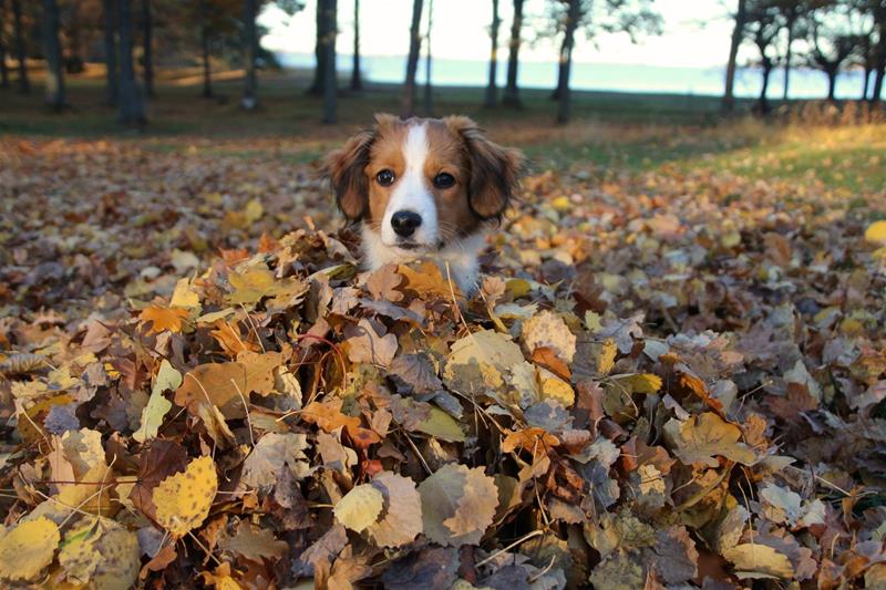 herfst 3 herfst 3