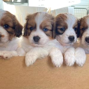 blue eye kooikerhondje