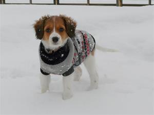 dazzle winter