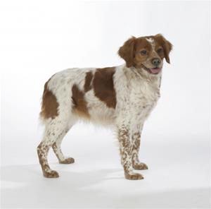 brittany-epagneul-breton-dog-female-standing-653176