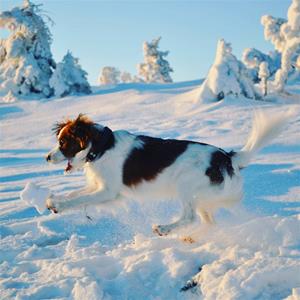 aktiv vinter 2