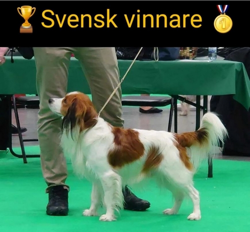Xecco Svensk vinnare