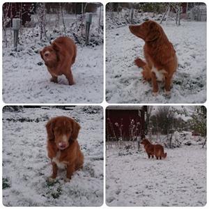 Molly-nov