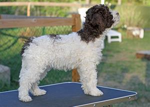 Daisy_0241