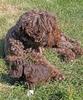 210813 tik 1 o Polly_4005