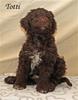 Totti_6783