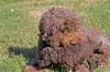 210813 tik 1 o Polly_4003