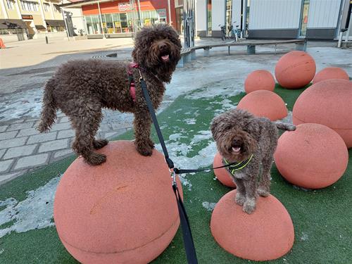 210403 Polly Zelda 170025
