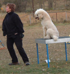 Perro Perro