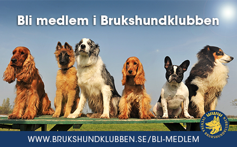 banner_bli-medlem_476x295pxl banner_bli-medlem_476x295pxl