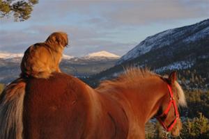 Tibbe og hest