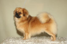 ailo_lituch_small[1]