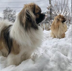 Keiko og Ozzy