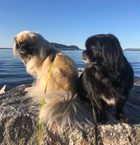 Nova og Pia. Eier Gørill Vetaas