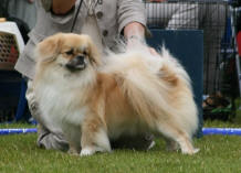 tchicofin_small[1]