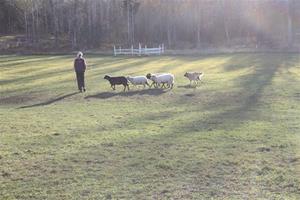 Flatter Herding
