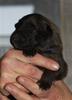blue male 1w (4)