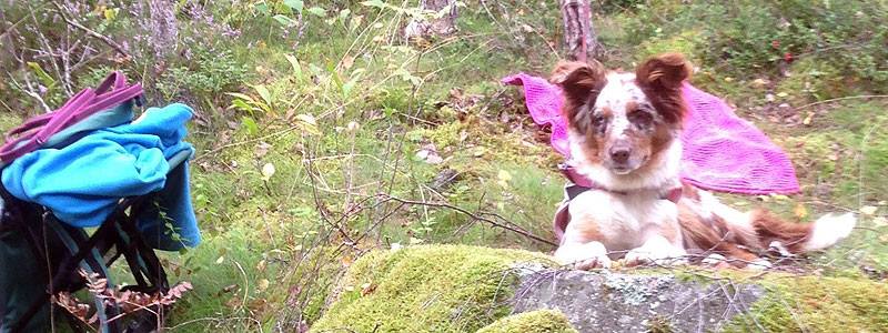 hund2541 hund2541