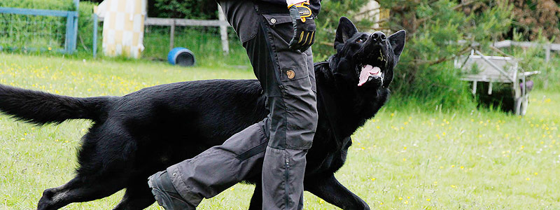 hund25