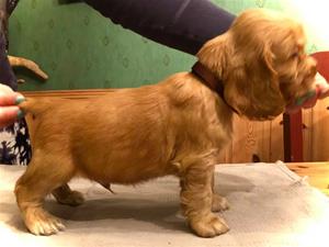 Simba