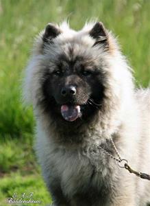 Bamse