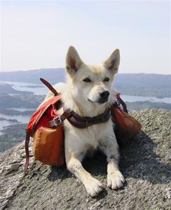 Ronja