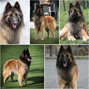 Lexie