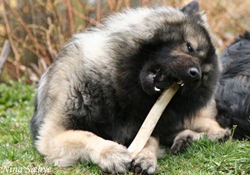 bamse_stort2 bamse_stort2