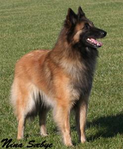lexie