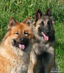 Redlance's Izzy og Lexie