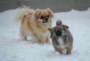 20.01.2010 lek i snøen 093