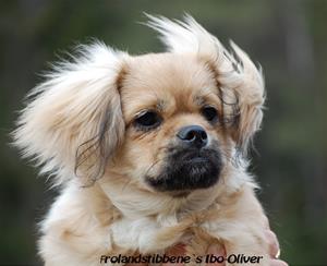 Oliver hode