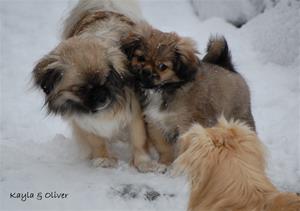Kayla koser med Sandy sin valp Oliver 