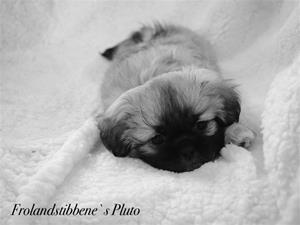 Pluto 8 uker 01