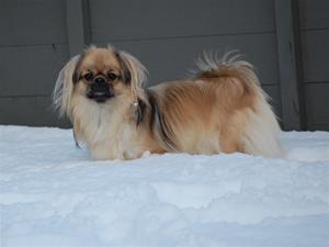 Ronia 21 jan-2012 004