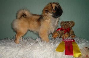 Cha-nell bir valp